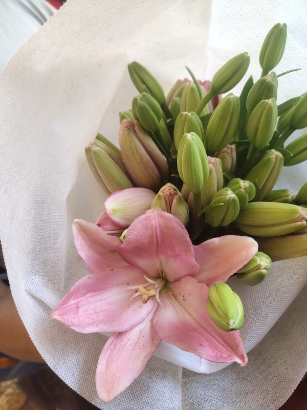 小粉仙百合三头，花店优质的进货渠道，从云选开始，云选鲜花