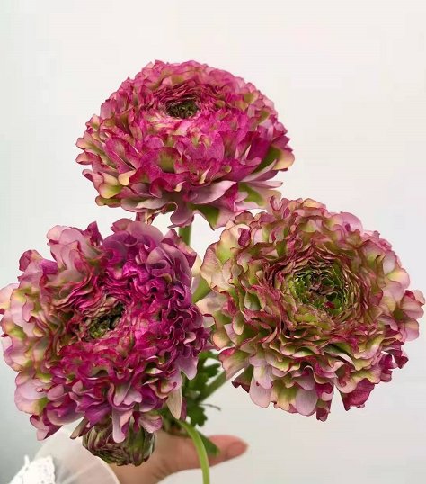锦鲤洋牡丹（深粉），花店优质的进货渠道，从云选开始，云选鲜花