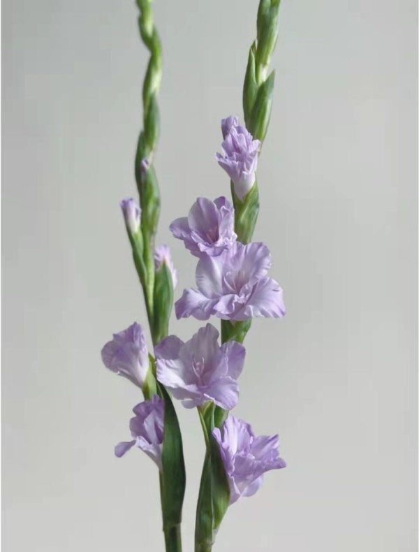 剑兰（浅紫），花店优质的进货渠道，从云选开始，云选鲜花