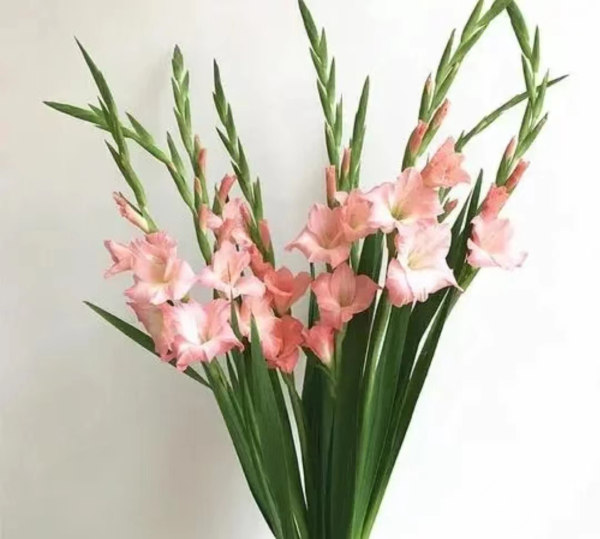 剑兰（阳光粉），花店优质的进货渠道，从云选开始，云选鲜花