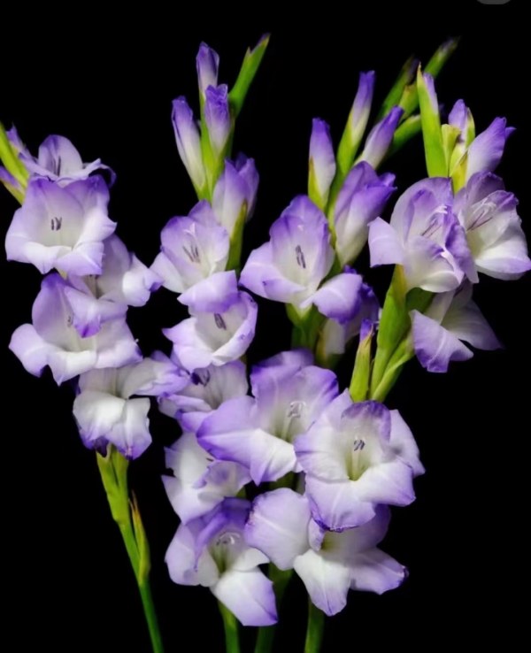 剑兰（蓝宝宝），花店优质的进货渠道，从云选开始，云选鲜花