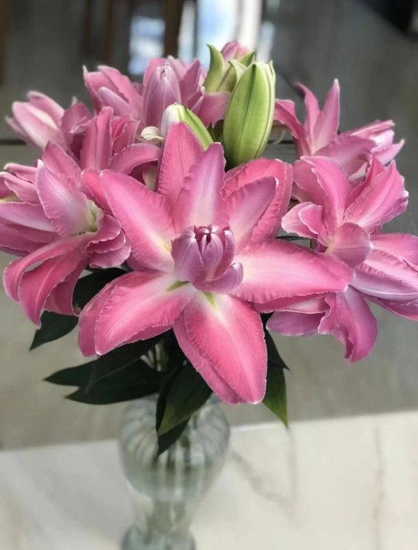 莲花仙子多头，花店优质的进货渠道，从云选开始，云选鲜花