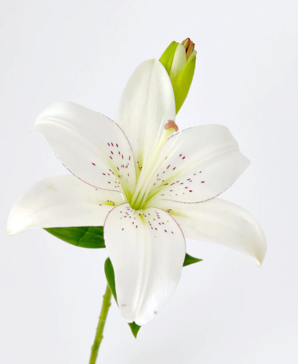 眼线百合多头，花店优质的进货渠道，从云选开始，云选鲜花