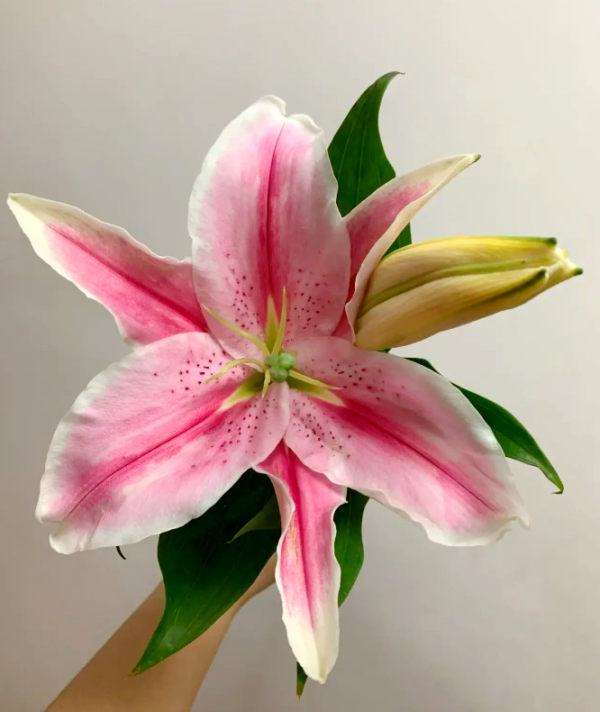 马龙一头，花店优质的进货渠道，从云选开始，云选鲜花