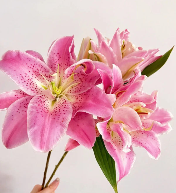 粉拉菲一头，花店优质的进货渠道，从云选开始，云选鲜花