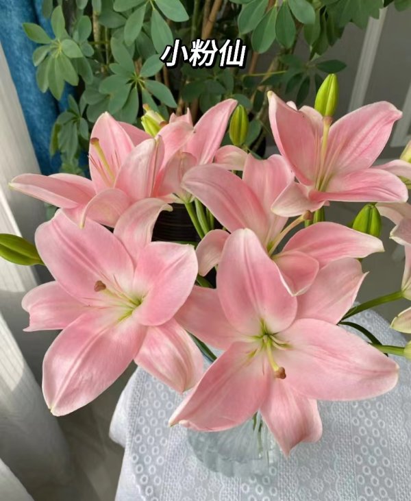 小粉仙多头，花店优质的进货渠道，从云选开始，云选鲜花