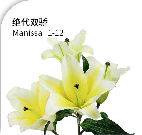 4头绝代双骄（黄色），花店优质的进货渠道，从云选开始，云选鲜花