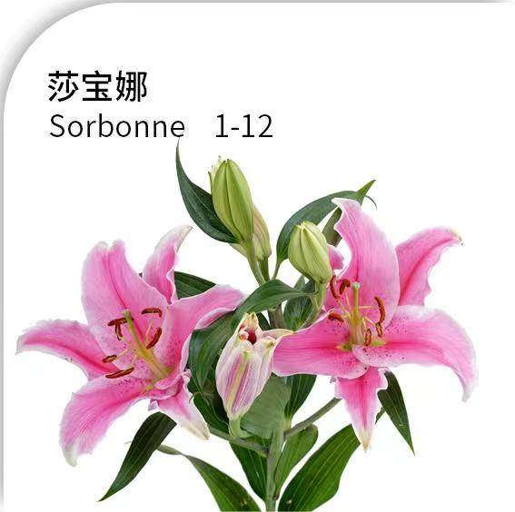 4头莎宝娜（深粉），花店优质的进货渠道，从云选开始，云选鲜花