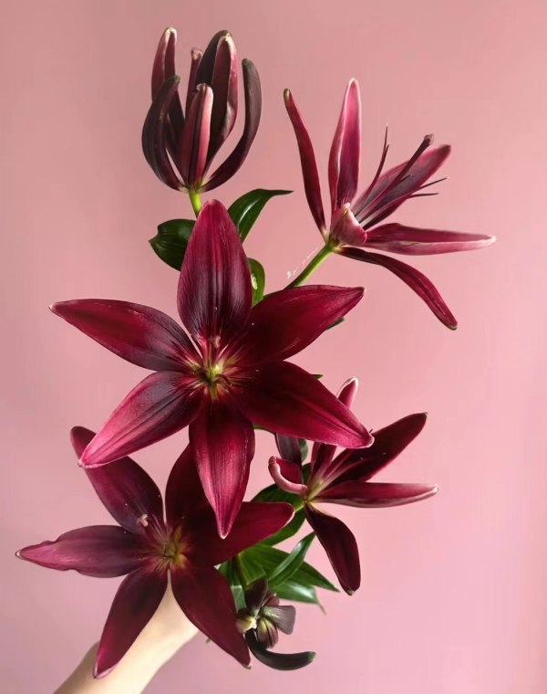 黑珍珠百合二头，花店优质的进货渠道，从云选开始，云选鲜花