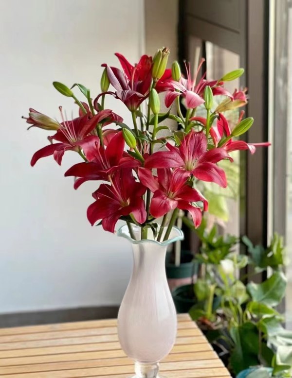 黑贝壳百合三头，花店优质的进货渠道，从云选开始，云选鲜花