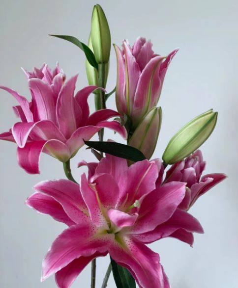 重瓣紫莲花多头，花店优质的进货渠道，从云选开始，云选鲜花