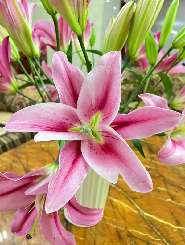 马伦哥百合一头，花店优质的进货渠道，从云选开始，云选鲜花