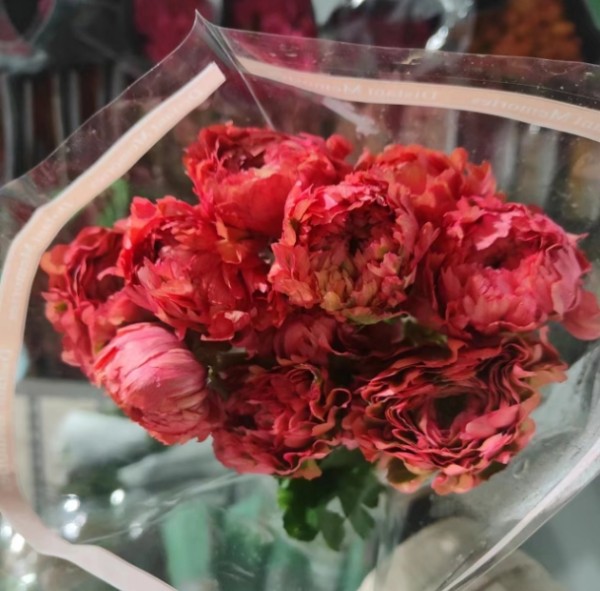 锦鲤洋牡丹（西瓜红），花店优质的进货渠道，从云选开始，云选鲜花
