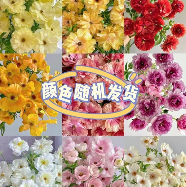 蝴蝶洋牡丹（随机色），花店优质的进货渠道，从云选开始，云选鲜花