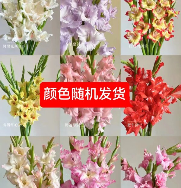 剑兰（随机色），花店优质的进货渠道，从云选开始，云选鲜花