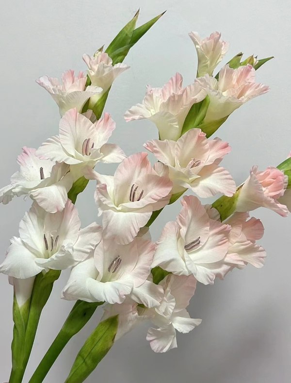 剑兰（萌萌公主），花店优质的进货渠道，从云选开始，云选鲜花