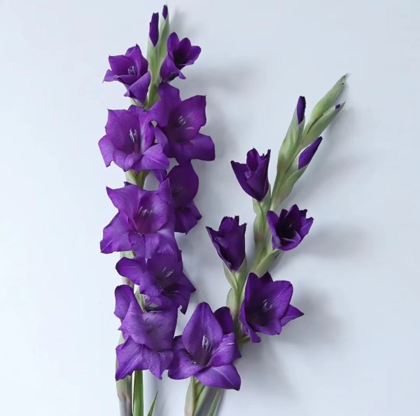 剑兰（深紫），花店优质的进货渠道，从云选开始，云选鲜花
