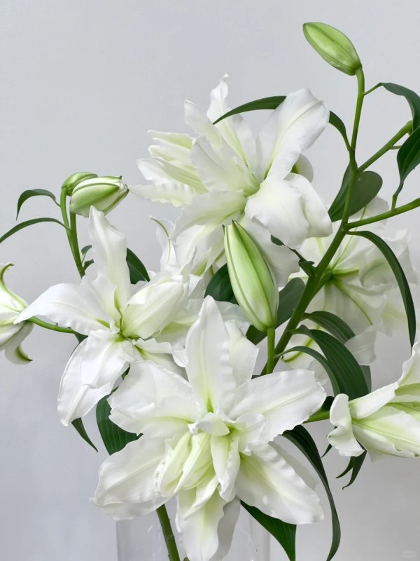 重瓣艾莎三头，花店优质的进货渠道，从云选开始，云选鲜花