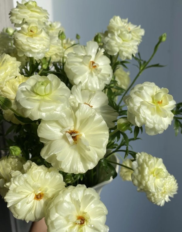 蝴蝶洋牡丹（奶黄色），花店优质的进货渠道，从云选开始，云选鲜花