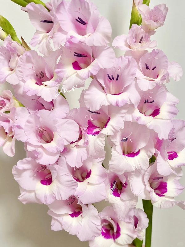 剑兰（一帘幽梦），花店优质的进货渠道，从云选开始，云选鲜花
