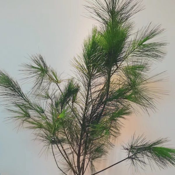 五针松，花店优质的进货渠道，从云选开始，云选鲜花