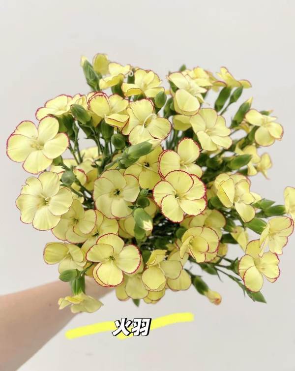 娑罗蜜儿（火羽），花店优质的进货渠道，从云选开始，云选鲜花